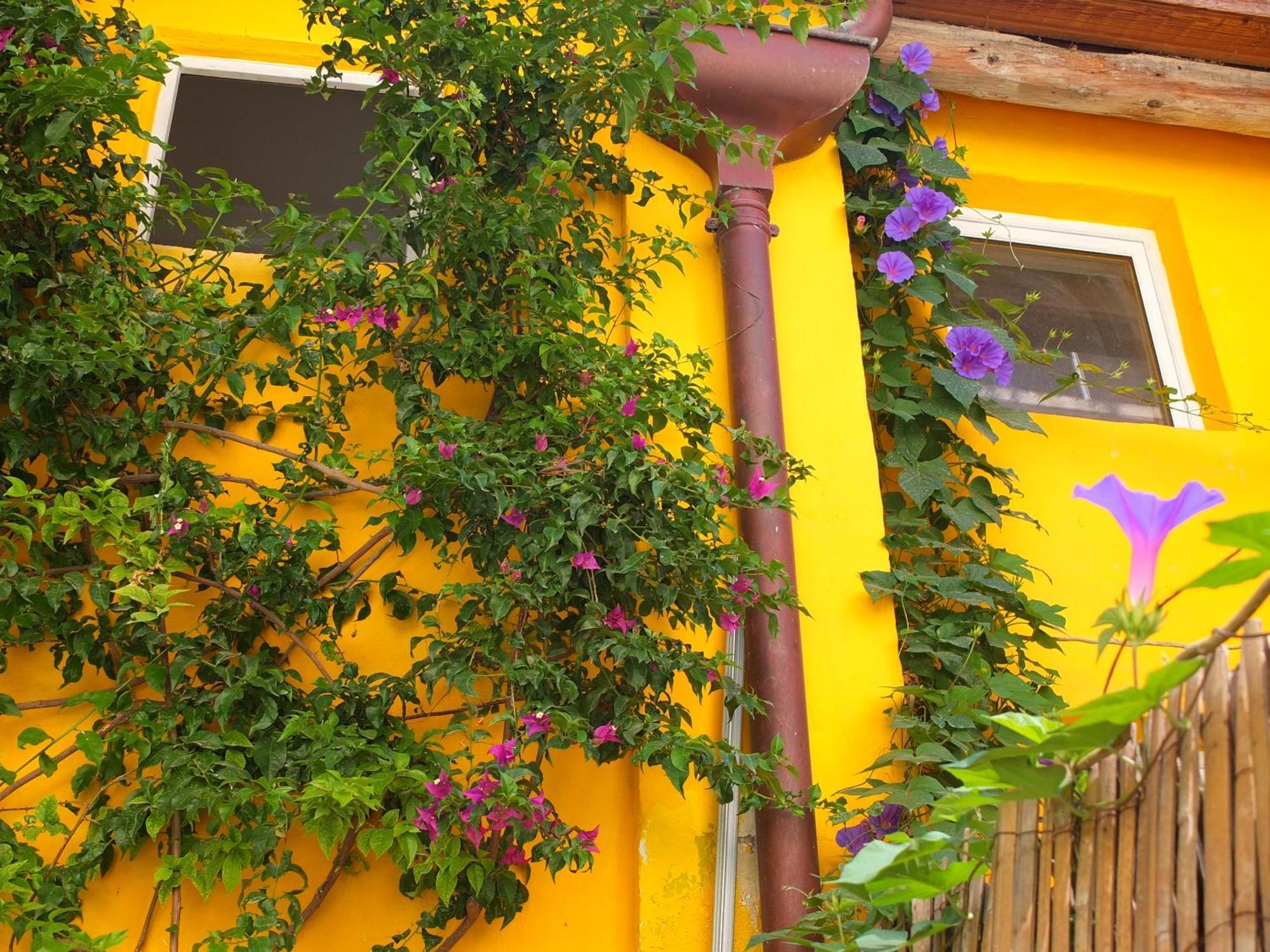 La Maison Jaune Сет Стая снимка